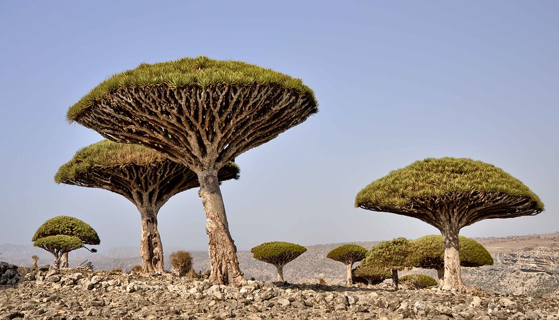 Socotra tour - dragon