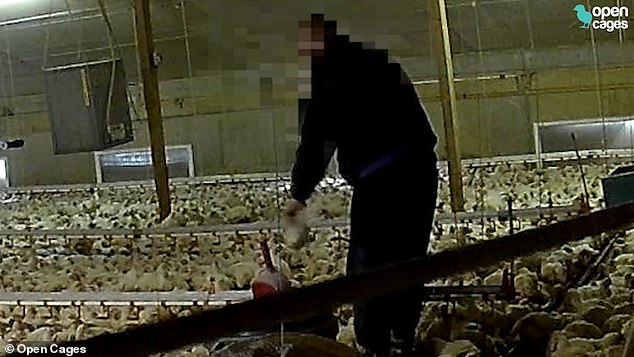 Workers have been caught throwing dead chickens at live birds, holding chickens upside down and swinging them into each other by a hidden camera at Moorah farm in Essex
