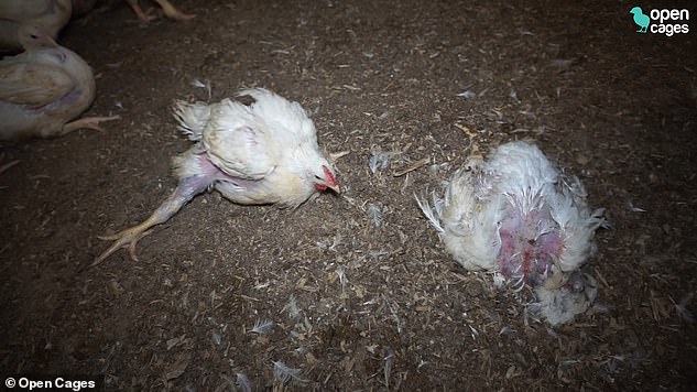 Dead chickens were also seen in the barn, right, along with chickens with splayed legs that could not walk properly