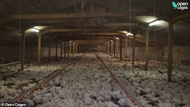 As many as 30,000 birds were crammed into the barn (pictured)