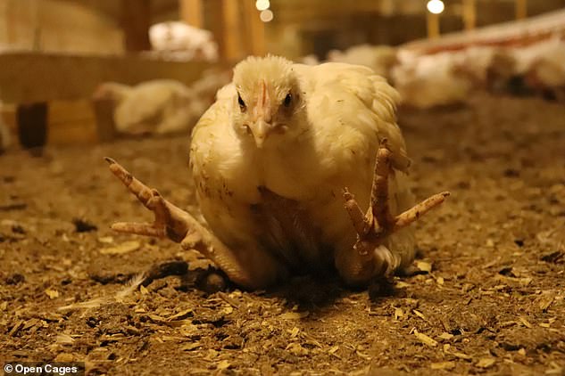 Another chicken was also pictured suffering with splayed legs and painful joints at the farm