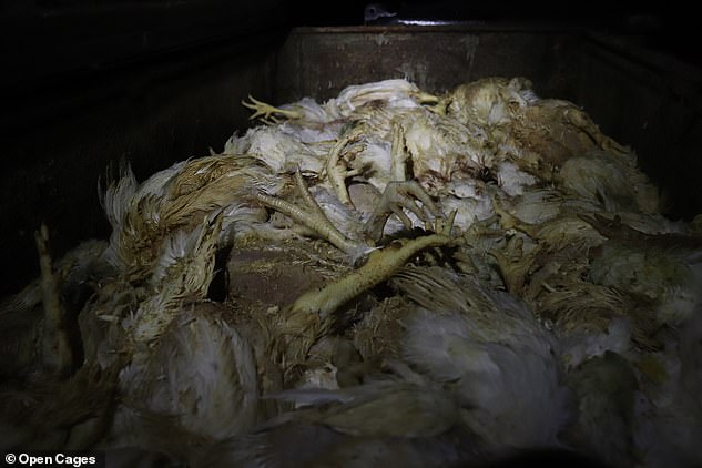 Documents from a similar barn at Moorah farm, found by the animal rights activists, showed that as many as 3,412 chickens died before slaughter