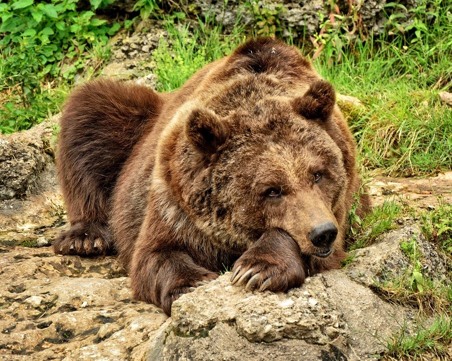 Что делать, если в лесу вы повстречали медведя: инструкция по выживанию - фото 2
