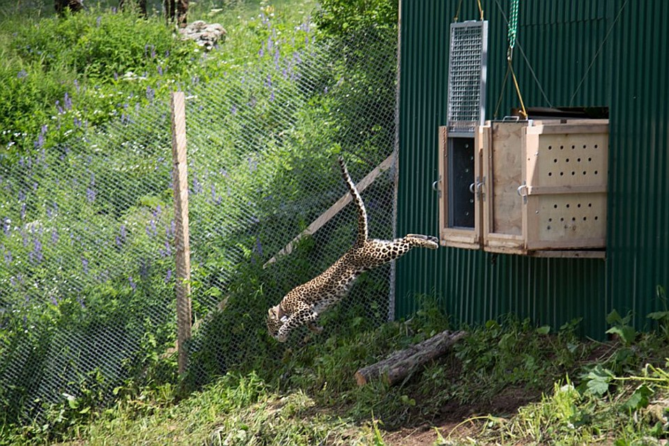 Переднеазиатского леопарда впервые выпустили на волю Фото: Иван ВИСЛОВ