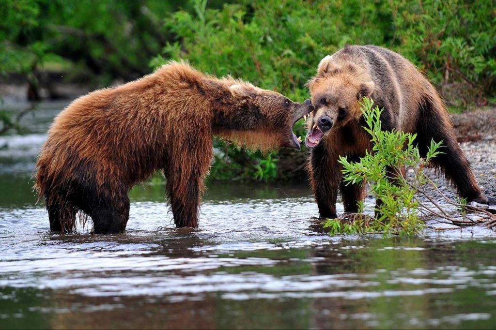 Медведи выходят к людям