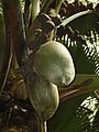 Anse Takamaka-Mahé-Seychelles.jpg