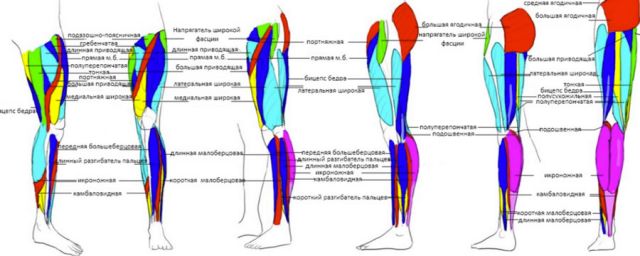 мышцы ног