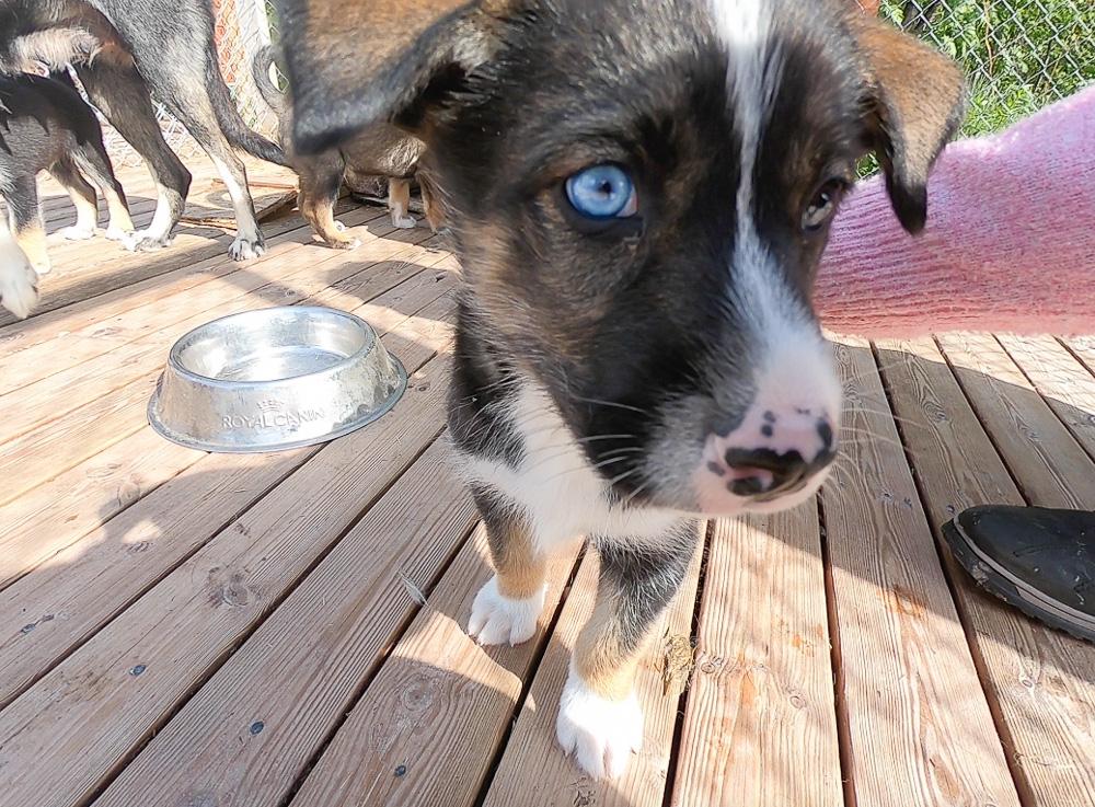 Holmen Husky Lodge Alta puppies in June