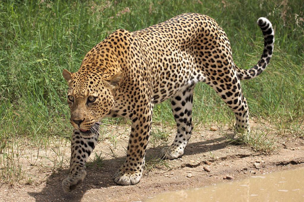 леопард в Кавказском заповеднике