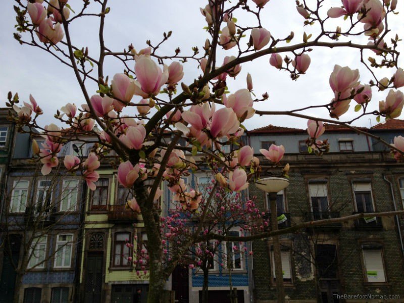 Blossoms on the streets of Porto Portugal