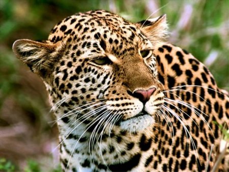 Леопарды в Сочинском парке